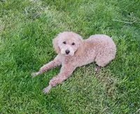 Small Mini parents tested , a male Poodle - Miniature  for sale in Spraggs, PA – Photo 5 of 6