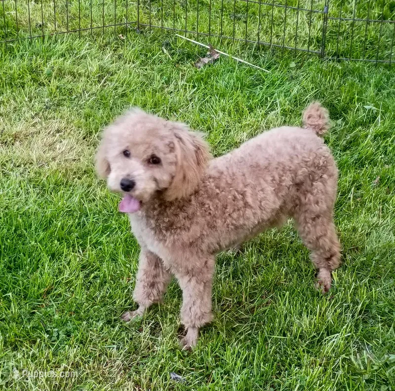 Mini male parents tested  – Poodle - Miniature  puppy for sale in Spraggs, PA
