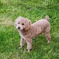 Small Mini parents tested , a male Poodle - Miniature  for sale in Spraggs, PA – Photo 1 of 6
