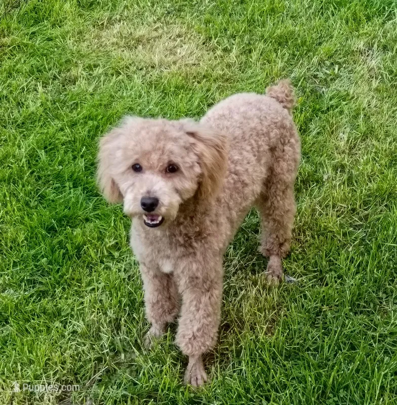 Mini male parents tested  – Poodle - Miniature  puppy for sale in Spraggs, PA