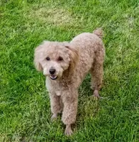 Small Mini parents tested , a male Poodle - Miniature  for sale in Spraggs, PA – Photo 2 of 6