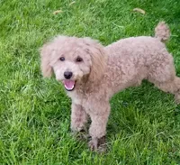 Small Mini parents tested , a male Poodle - Miniature  for sale in Spraggs, PA – Photo 3 of 6