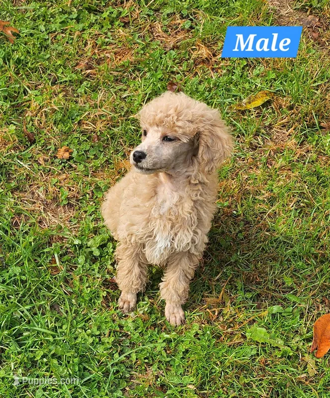 Mini male parents tested  – Poodle - Miniature  puppy for sale in Spraggs, PA