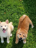 Cream little. Ready now !, a male Shiba Inu for sale in Spraggs, PA – 3 of 9