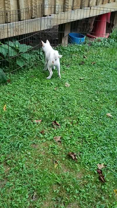 Small Cream boy reduced 9 lbs , a male Shiba Inu for sale in Spraggs, PA – 7 of 7