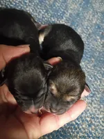 Just Born boy, a male Shiba Inu for sale in Spraggs, PA – 2 of 3