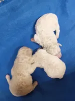 Bichon -Poo girl, a female Bichpoo for sale in Spraggs, PA – 4 of 4