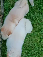 SugarPop, a male Shiba Inu for sale in Spraggs, PA – 4 of 9