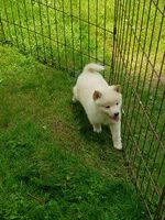 Cream little. Ready now !, a male Shiba Inu for sale in Spraggs, PA – 1 of 9