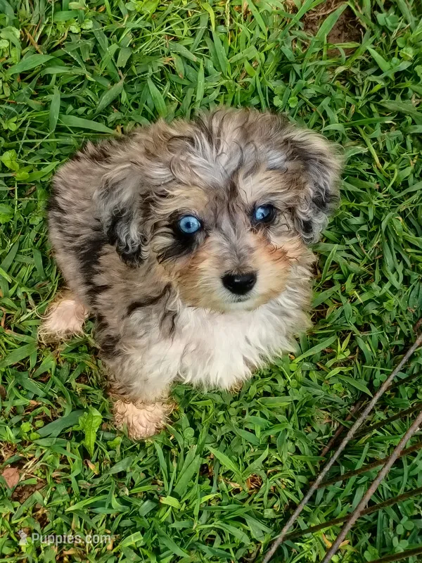  Toy size ! Aussie Doodle girl, Tiny – Poodle - Toy , Toy Australian Shepherd puppy for sale in Spraggs, PA