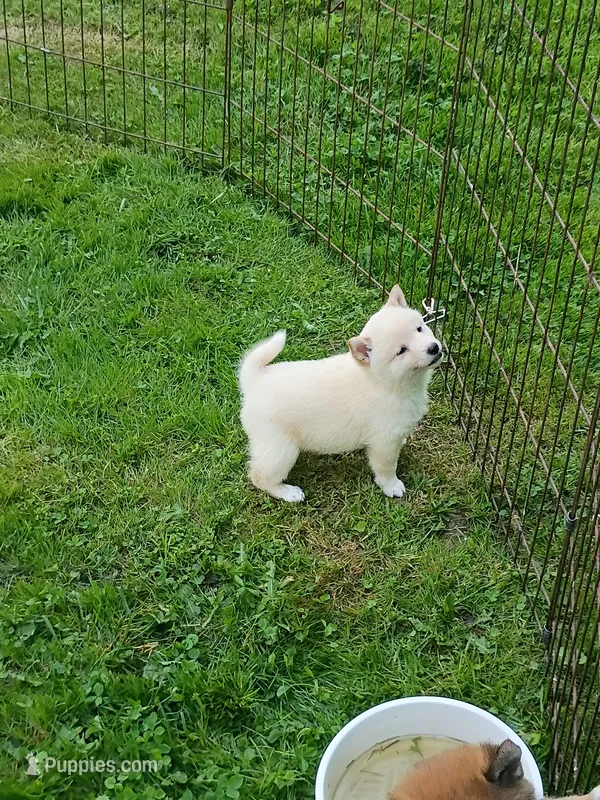 Cream little. Friendly ! – Shiba Inu puppy for sale in Spraggs, PA