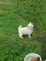 Cream little. Ready now !, a male Shiba Inu for sale in Spraggs, PA – 2 of 9
