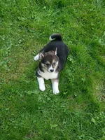 Black sesame, Ready now  !, a female Shiba Inu for sale in Spraggs, PA – 4 of 8