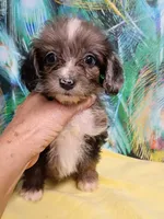 Toy Aussie Doodle girl, a female Miniature Aussiedoodle for sale in Spraggs, PA – 3 of 8