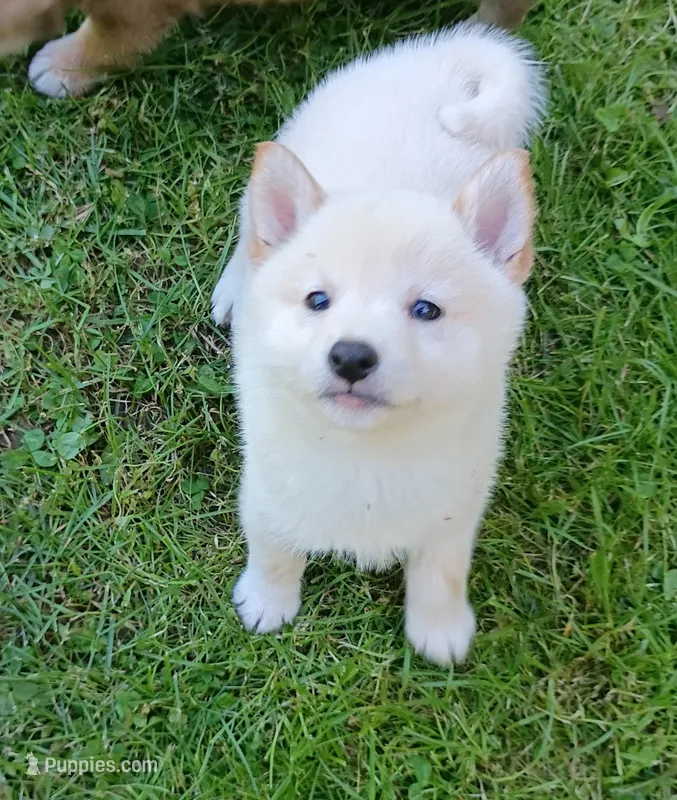 Cream little. Ready now ! – Shiba Inu puppy for sale in Spraggs, PA