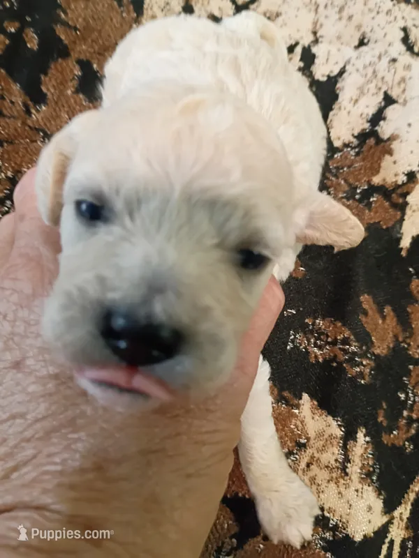 Poo-chon girl – Bichpoo puppy for sale in Spraggs, PA