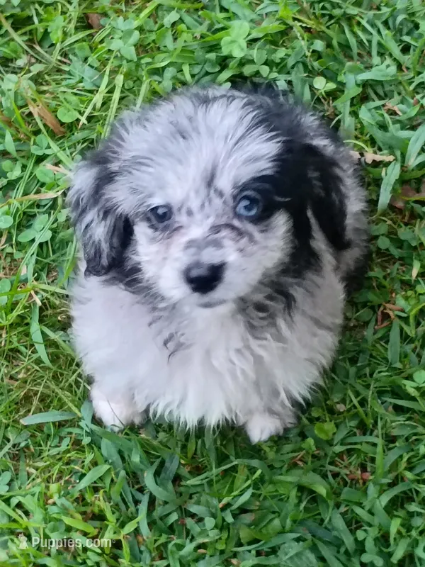 Small Aussie doodle Ready now ! – Miniature Aussiedoodle puppy for sale in Spraggs, PA