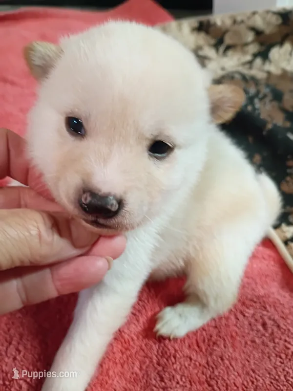 Cream male – Shiba Inu puppy for sale in Spraggs, PA