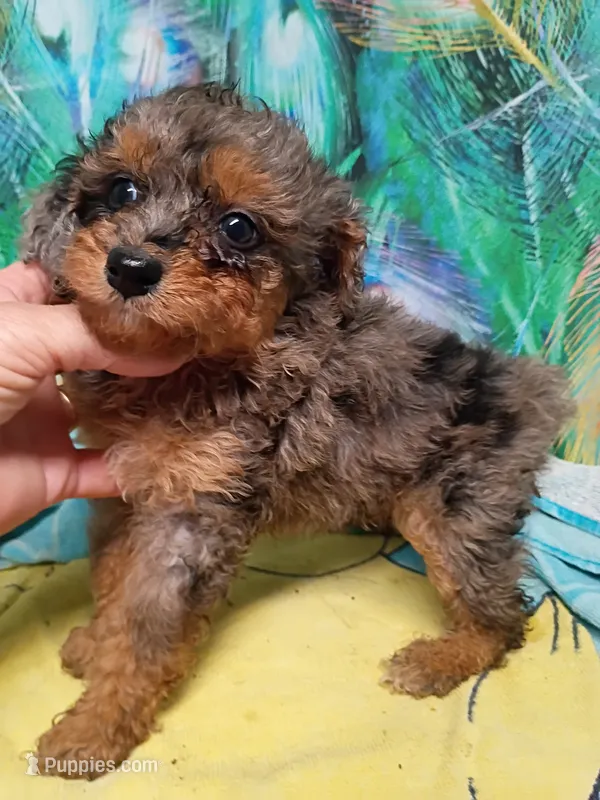 Sweet girl  – Miniature Aussiedoodle puppy for sale in Spraggs, PA