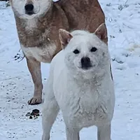 Kara, ( bred ), a female Shiba Inu for sale in Spraggs, PA – Photo 5 of 5