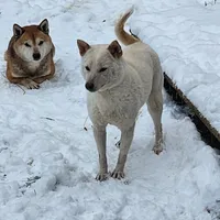 Kara, ( bred ), a female Shiba Inu for sale in Spraggs, PA – Photo 3 of 5