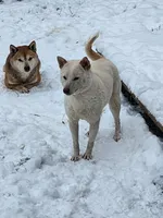 processed/614cd843-c74a-4709-addd-834de4b9ecce/listing/2aa4a18c-42fc-4fb3-a7c7-9df91d8b19b1/2dfdbaa5-2ad4-4f81-8af8-9b6a9371949f