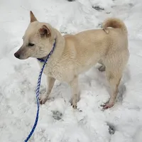 Kara, ( bred ), a female Shiba Inu for sale in Spraggs, PA – Photo 4 of 5