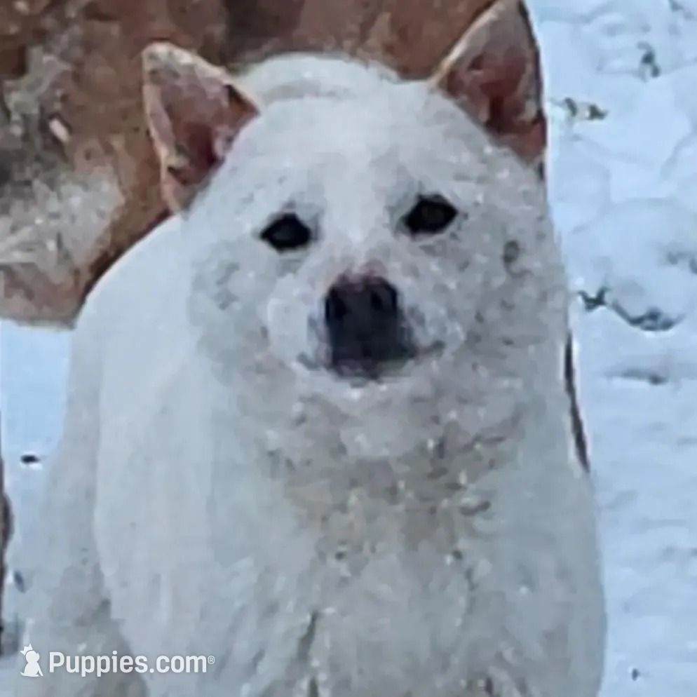 Kara, ( bred ) – Shiba Inu puppy for sale in Spraggs, PA