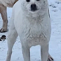 Kara, ( bred ), a female Shiba Inu for sale in Spraggs, PA – Photo 2 of 5