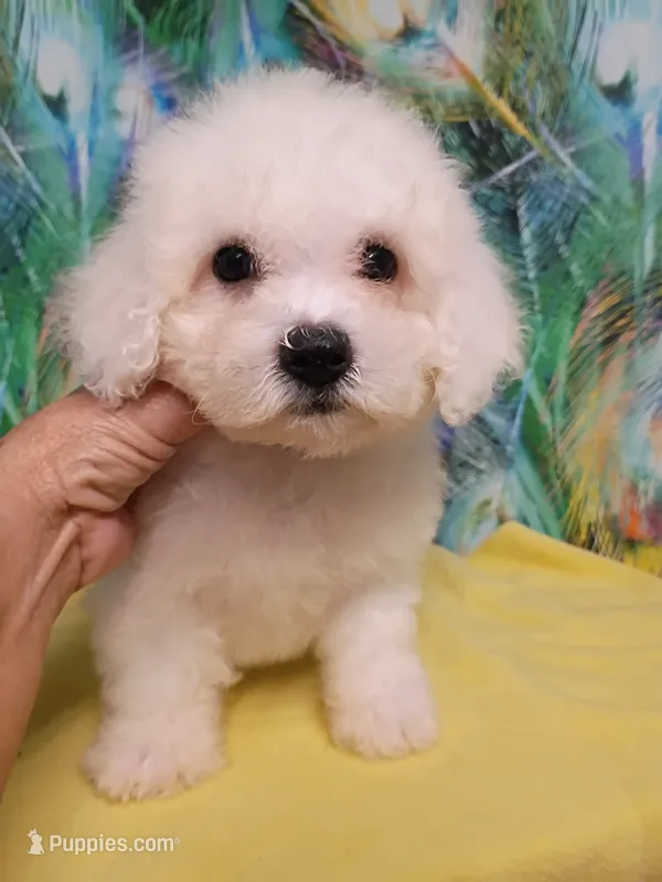Bichon Girl. Ready now ! – Bichon Frise puppy for sale in Spraggs, PA