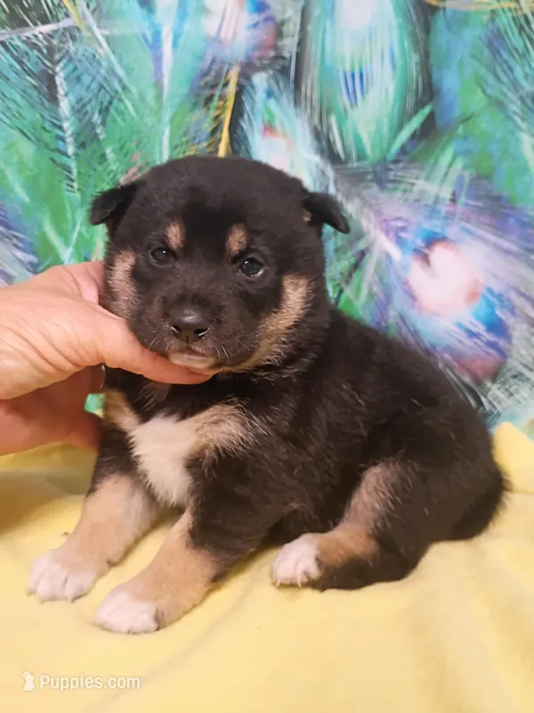 Three weeks old girl – Shiba Inu puppy for sale in Spraggs, PA