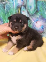 Ready October 20th girl, a female Shiba Inu for sale in Spraggs, PA – 1 of 8