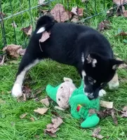 Ready Now girl, a female Shiba Inu for sale in Spraggs, PA – 3 of 7