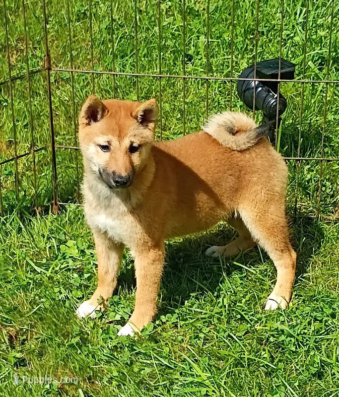 Without papers  – Shiba Inu puppy for sale in Spraggs, PA