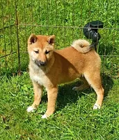Without papers , a male Shiba Inu for sale in Spraggs, PA – 1 of 2