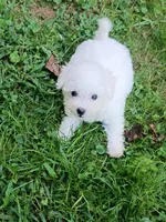 Tiny Toy Girl, a female Bichon Frise for sale in Spraggs, PA – 2 of 7