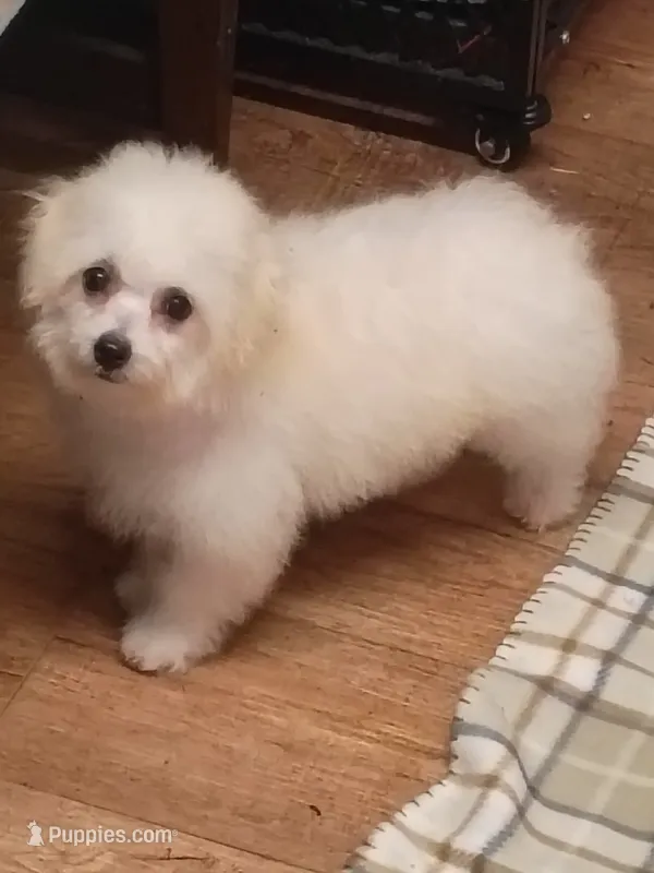 Toy size Bichon girl – Bichon Frise puppy for sale in Spraggs, PA