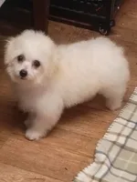 Toy size Bichon girl just 5 lbs on 10/24/26., a female Bichon Frise for sale in Spraggs, PA – 1 of 9