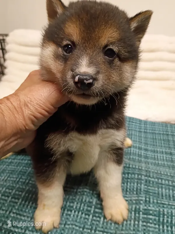 Toy/Meme Boy – Shiba Inu puppy for sale in Spraggs, PA