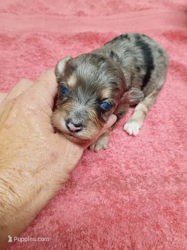  Aussie Doodle girl – Miniature Aussiedoodle puppy for sale in Spraggs, PA