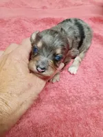  Aussie Doodle girl, a female Miniature Aussiedoodle for sale in Spraggs, PA – 1 of 4