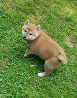 Red Meme, Ready now  !, a male Shiba Inu for sale in Spraggs, PA – 2 of 9