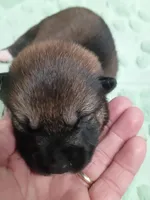 Puppy here. Coco, a female Shiba Inu for sale in Spraggs, PA – 3 of 8