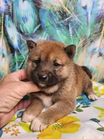 Red Sesame. Call now !, a male Shiba Inu for sale in Spraggs, PA – 5 of 5