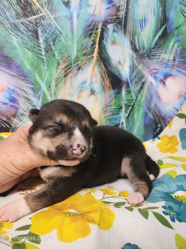 Blaze boy – Shiba Inu puppy for sale in Spraggs, PA