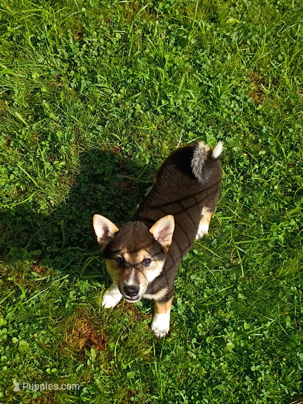 Sesame boy – Shiba Inu puppy for sale in Spraggs, PA