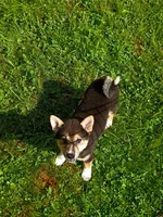 Sesame boy, a male Shiba Inu for sale in Spraggs, PA – 3 of 7