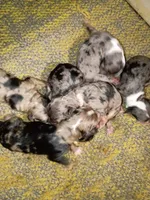 Toy Aussie Doodle girl, a female Miniature Aussiedoodle for sale in Spraggs, PA – 2 of 2