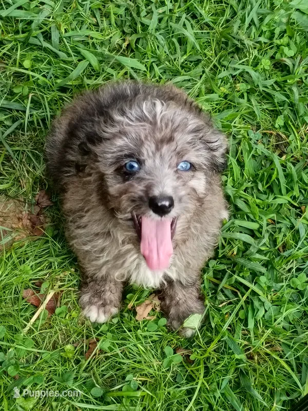 Mini blue eyes Boy Ready – Miniature Aussiedoodle puppy for sale in Spraggs, PA