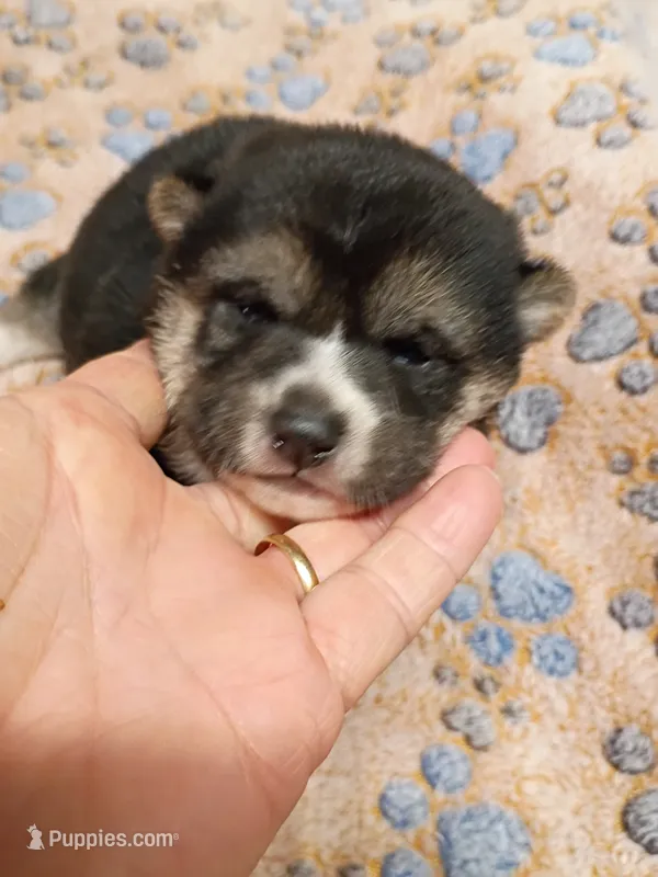 3 weeks old – Shiba Inu puppy for sale in Spraggs, PA